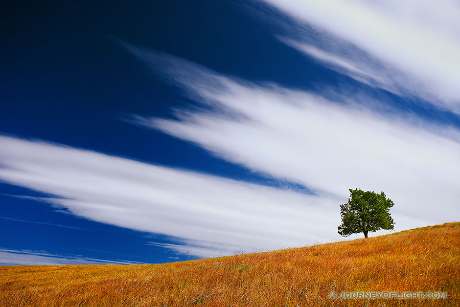 A tree stands witness through the ages upon a hill on the prairie at Wind Cave National Park, South Dakota. - South Dakota Photography