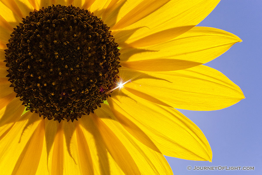 The sun shines brighty through a plains sunflower, illuminating the yellow against the vibrant blue sky. - Nebraska Photography