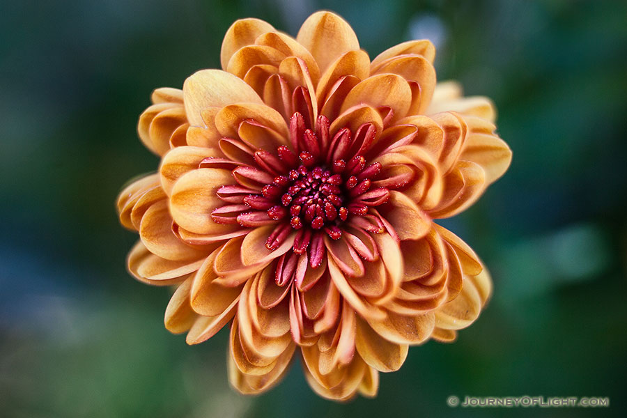 On a warm autumn day, a single fiery red and orange mum blooms in a garden at Arbor Day Lodge State Park in Nebraska City. - Arbor Day Lodge SP Photography