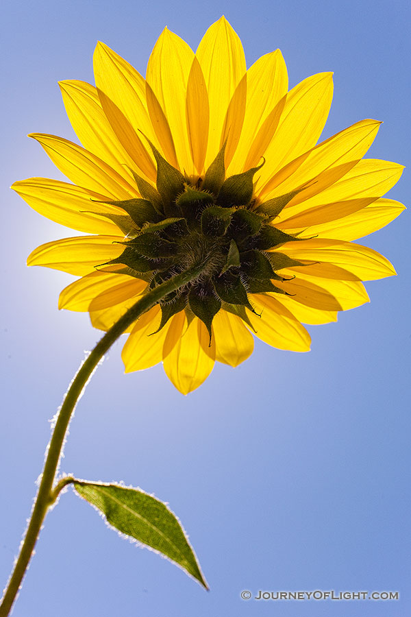 A plains sunflower growing toward the high mid-day sun. - Nebraska Photography