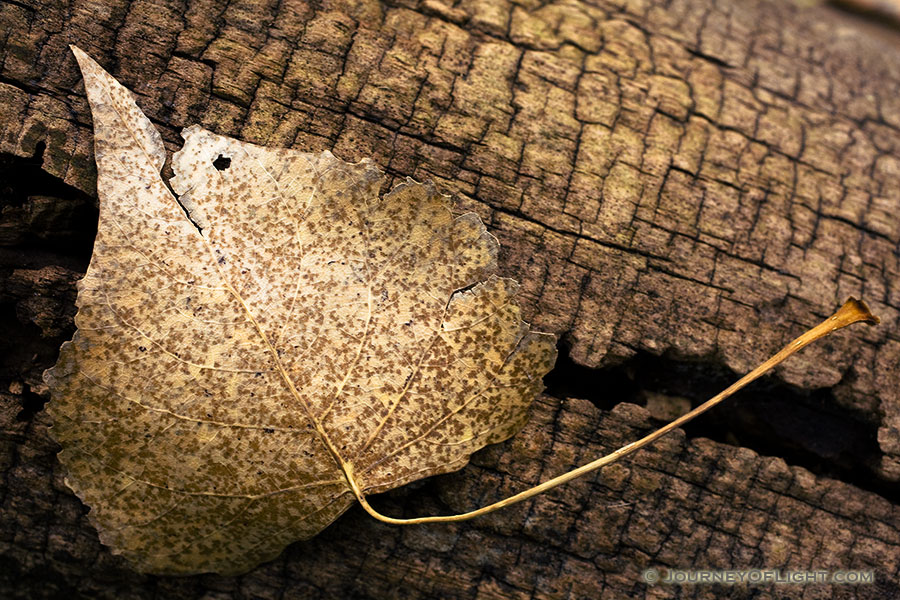 A common scene in autumn, a fallen leaf on an old log.  Taken at the OPPD Arboretum, Omaha, Nebraska. - Nebraska Photography