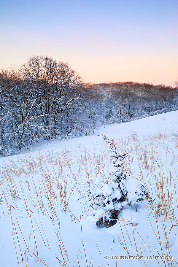 Snow glistens in the early morning light as dawn comes to Neale Woods Forest. - Nebraska Photography