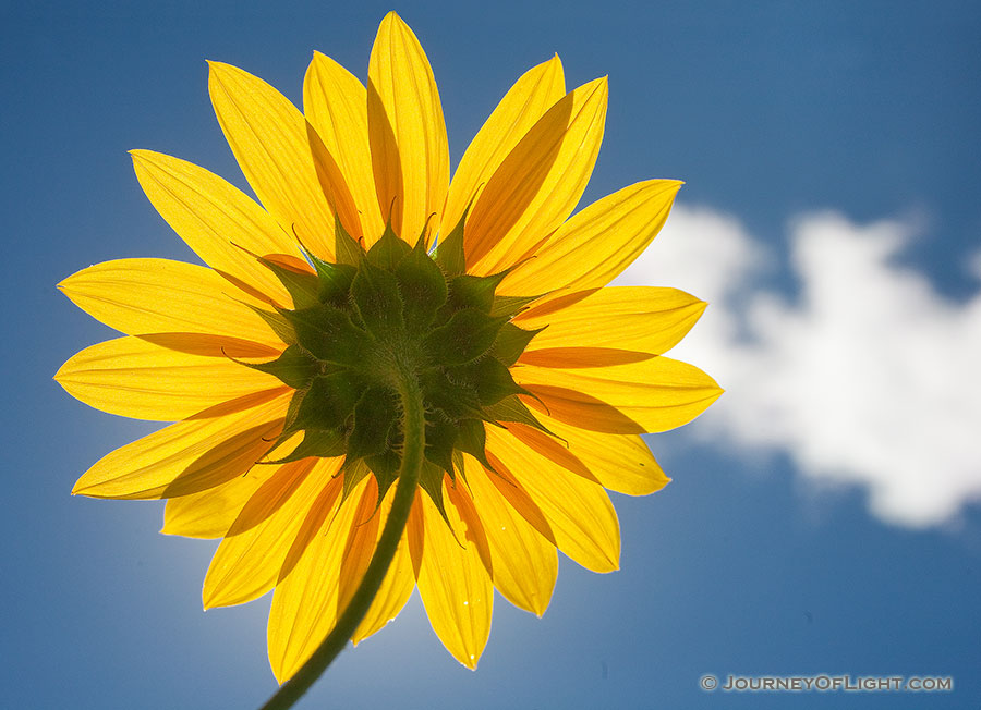 A plains sunflower turned toward the high mid-day sun. - Nebraska Photography