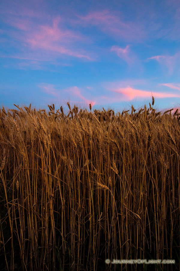 Pink clouds float lazily above a wheatfield at sunset in eastern Nebraska. - Nebraska Photography