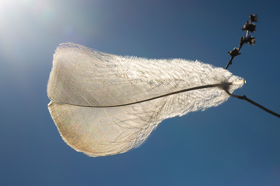 A nature photography of a feather in the sun at Shadow Lake, Nebraska. - Nebraska Photography
