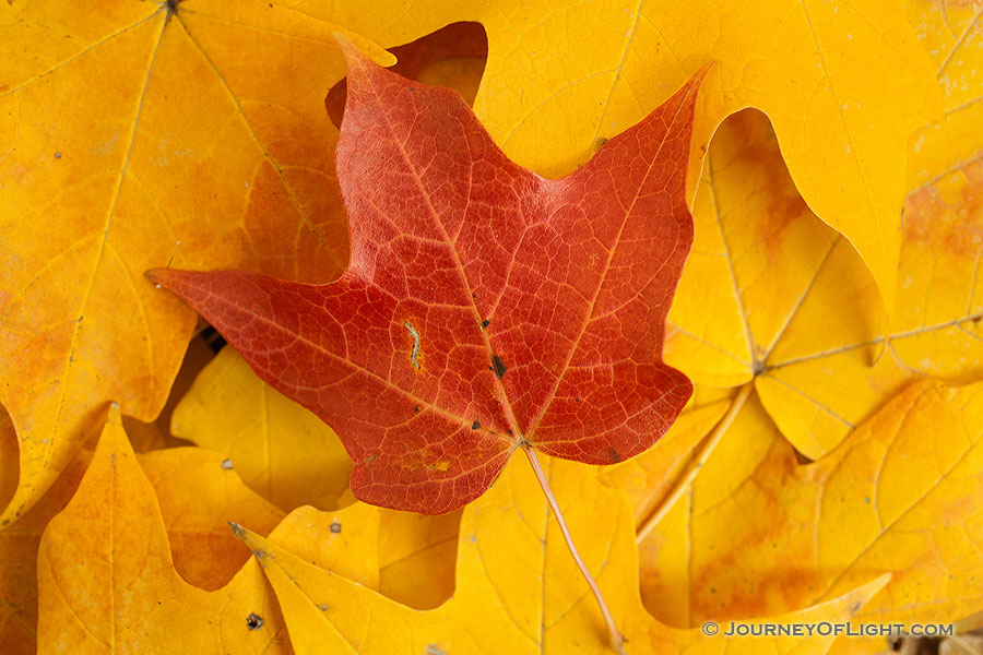 At Arbor Lodge State Park in Nebraska City, a red maple leaf lies prominantly on a bed of yellow leaves. - Arbor Day Lodge SP Photography