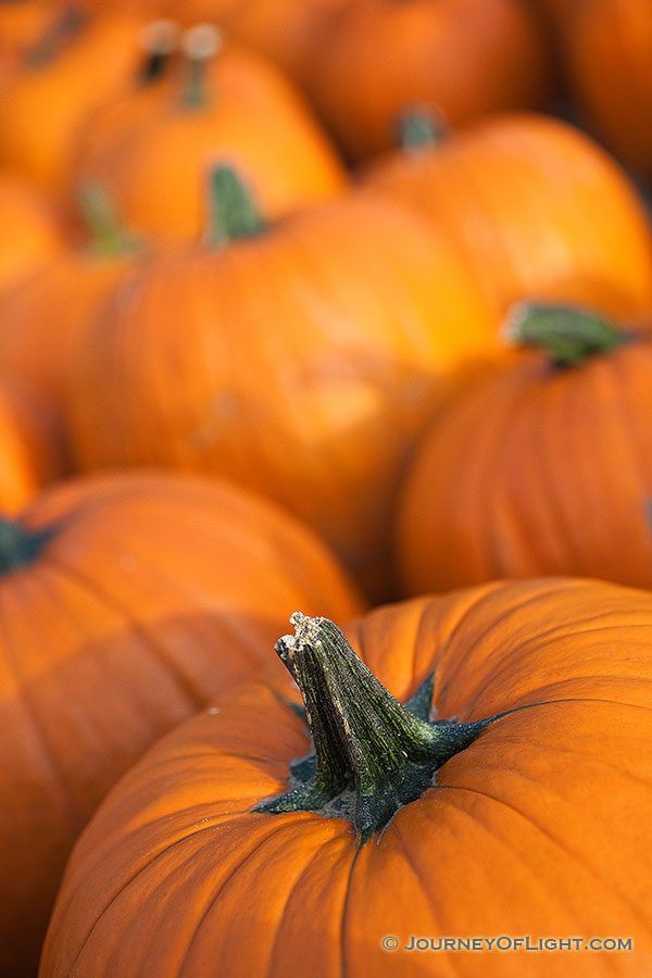 At a Nebraska orchard, an array of pumpkins signal the arrival of autumn. - Nebraska Photography