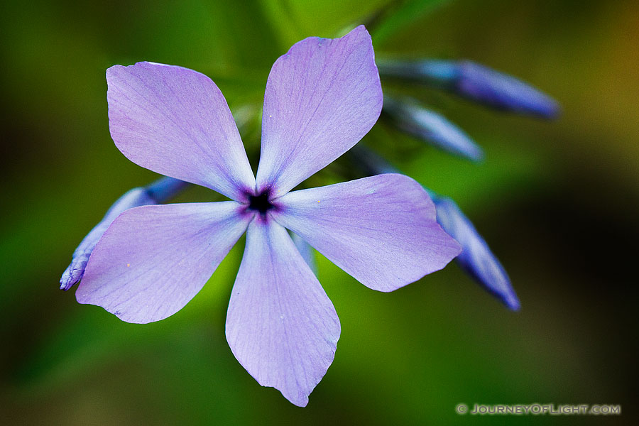 A phlox springs from the lush growth on the eastern hills of the forest at Fontenelle Forest in eastern Nebraska. - Nebraska Photography