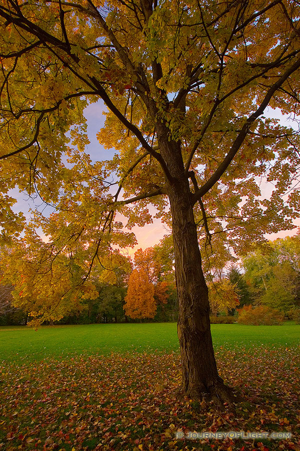 An Oak Tree in Late Autumn at Arbor Day State Park in Nebraska City, Nebraska. - Arbor Day Lodge SP Photography