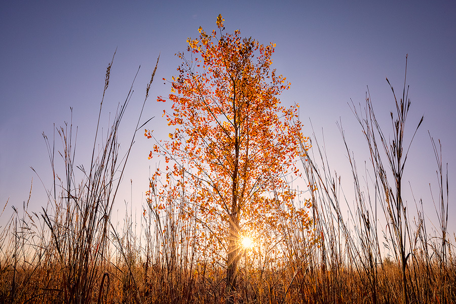 A scenic landscape photograph of an autumn tree on the prairie at Walnut Creek in eastern Nebraska. - Nebraska Photography
