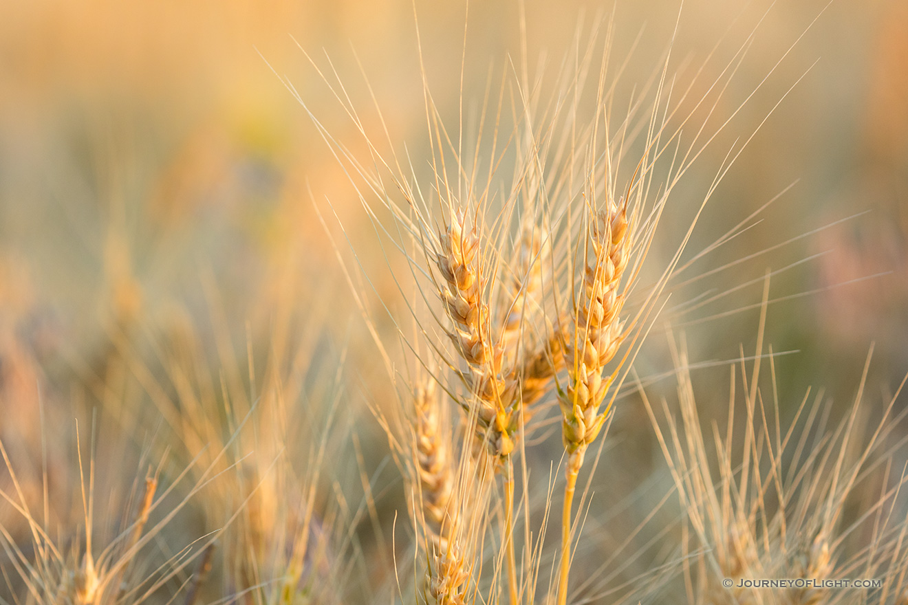 A macro photograph of wheat glowing in the late afternoon sun in the panhandle of Nebraska. - Nebraska Picture