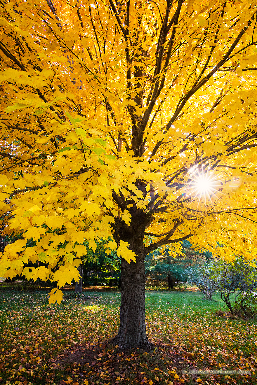 A maple tree transitions to an autumn golden hue as the sun sets behind it at Arbor Day Lodge State Park in Nebraska City, Nebraska. - Arbor Day Lodge SP Picture