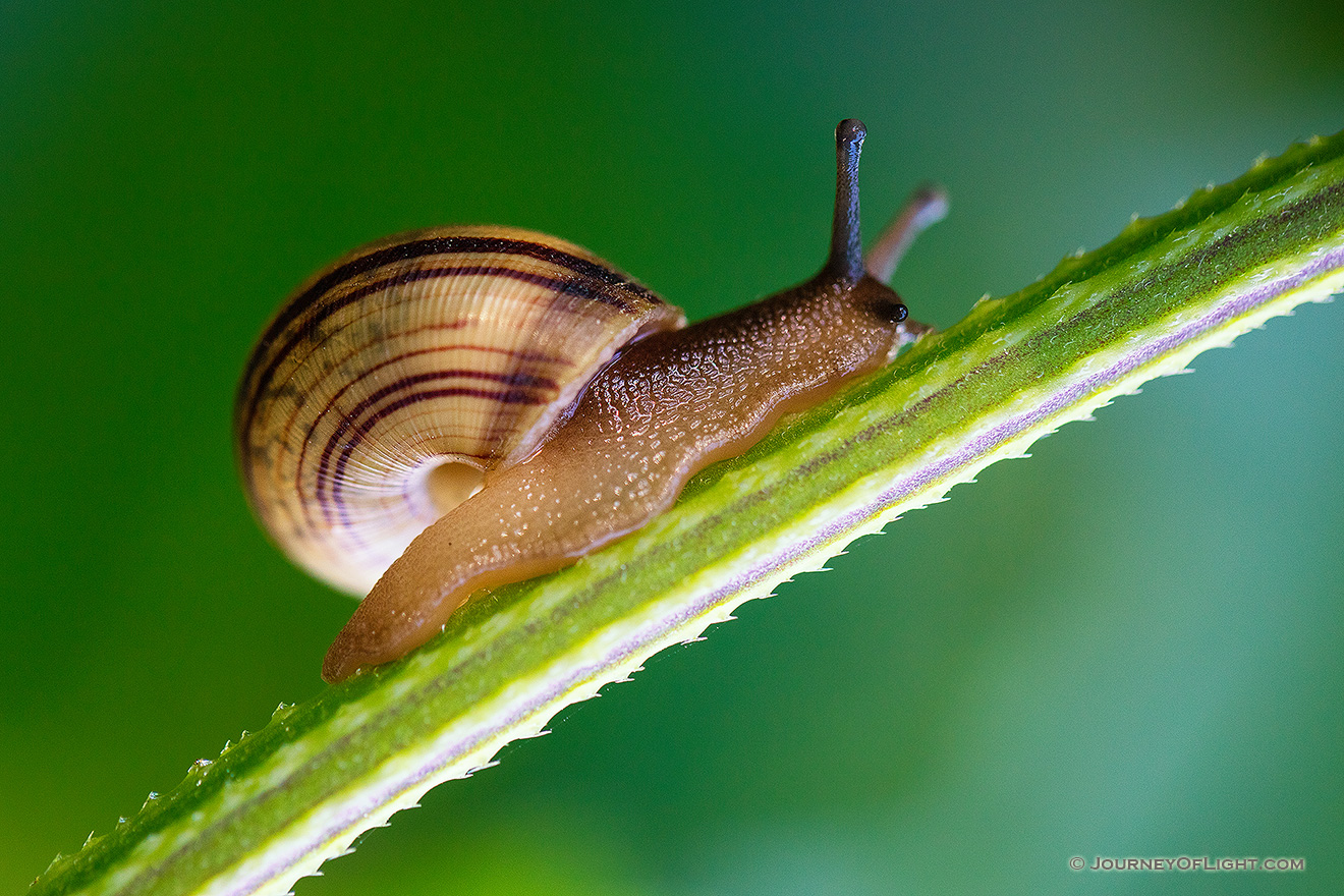 A snail climbs a stalk on a warm, late September afternoon near the wetlands at Fontenelle Forest. - Nebraska Picture