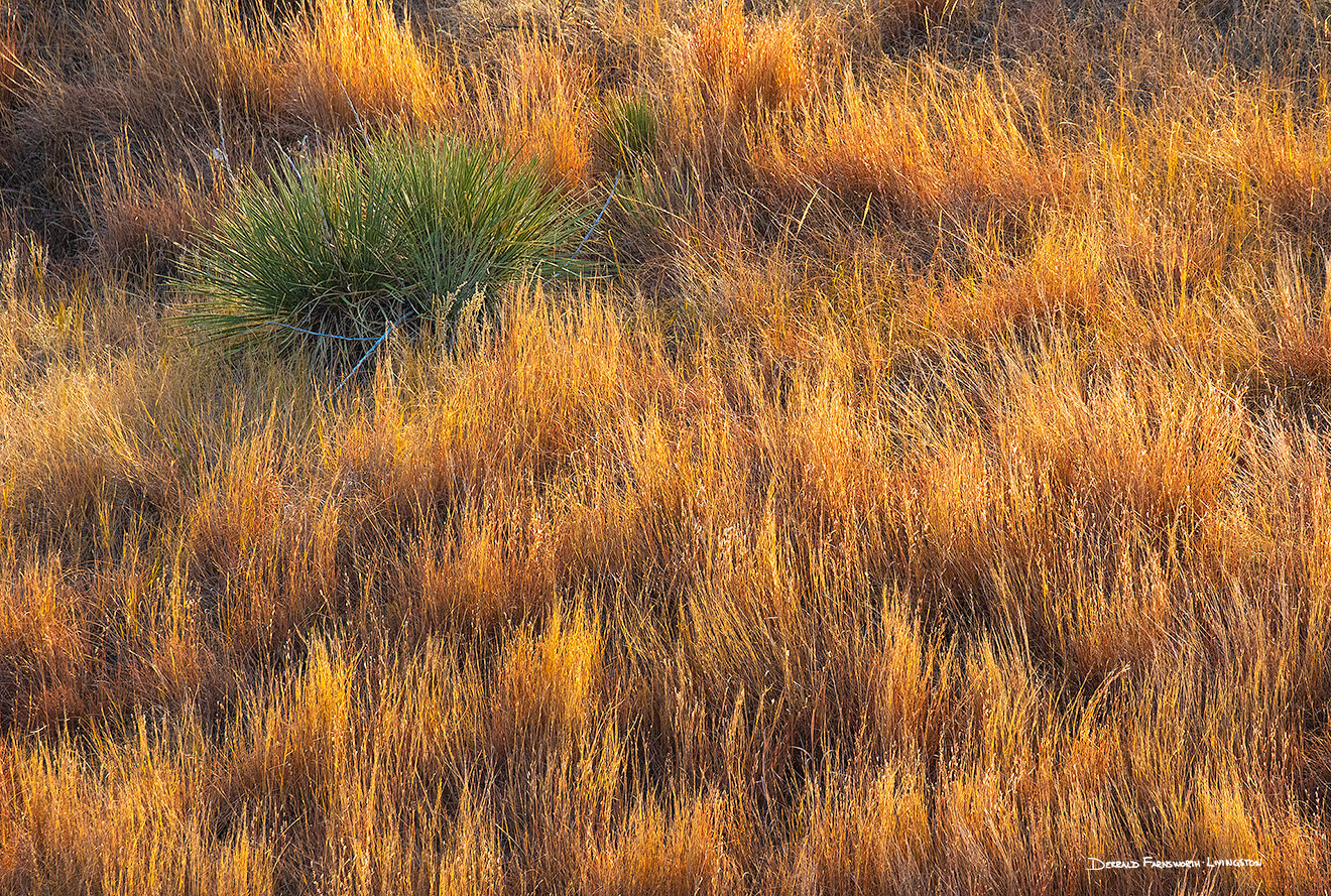 A scenic  Nebraska photograph of a yucca plant and prairie grass in western Nebraska. - Nebraska Picture