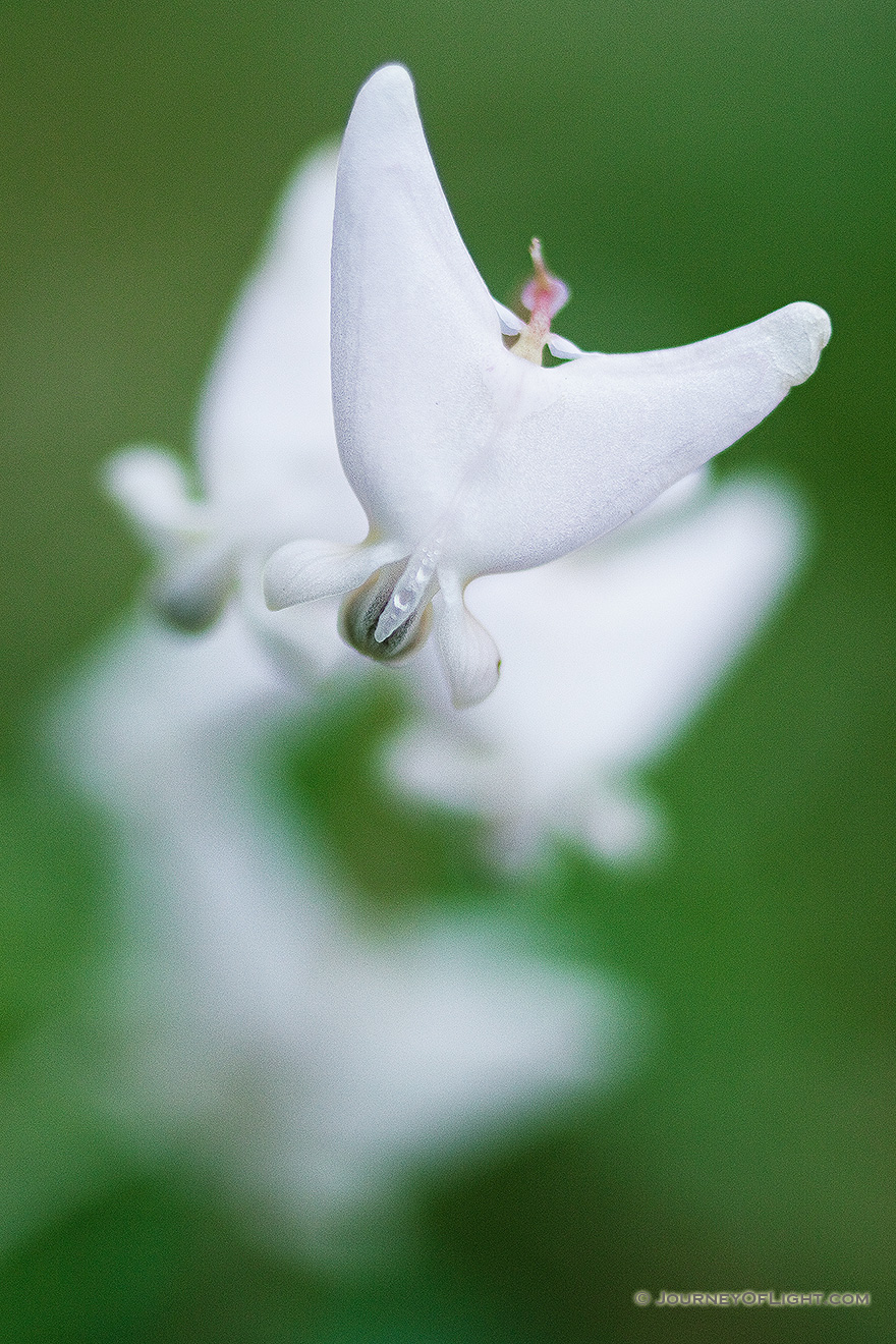 Dutchman's Breeches spring from the forest floor of Schramm State Recreation Area in late April. - Schramm SRA Picture