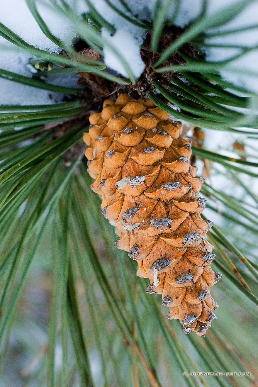 In the cold of the winter, a pine cone hangs from a snow laden tree. - Nebraska Picture