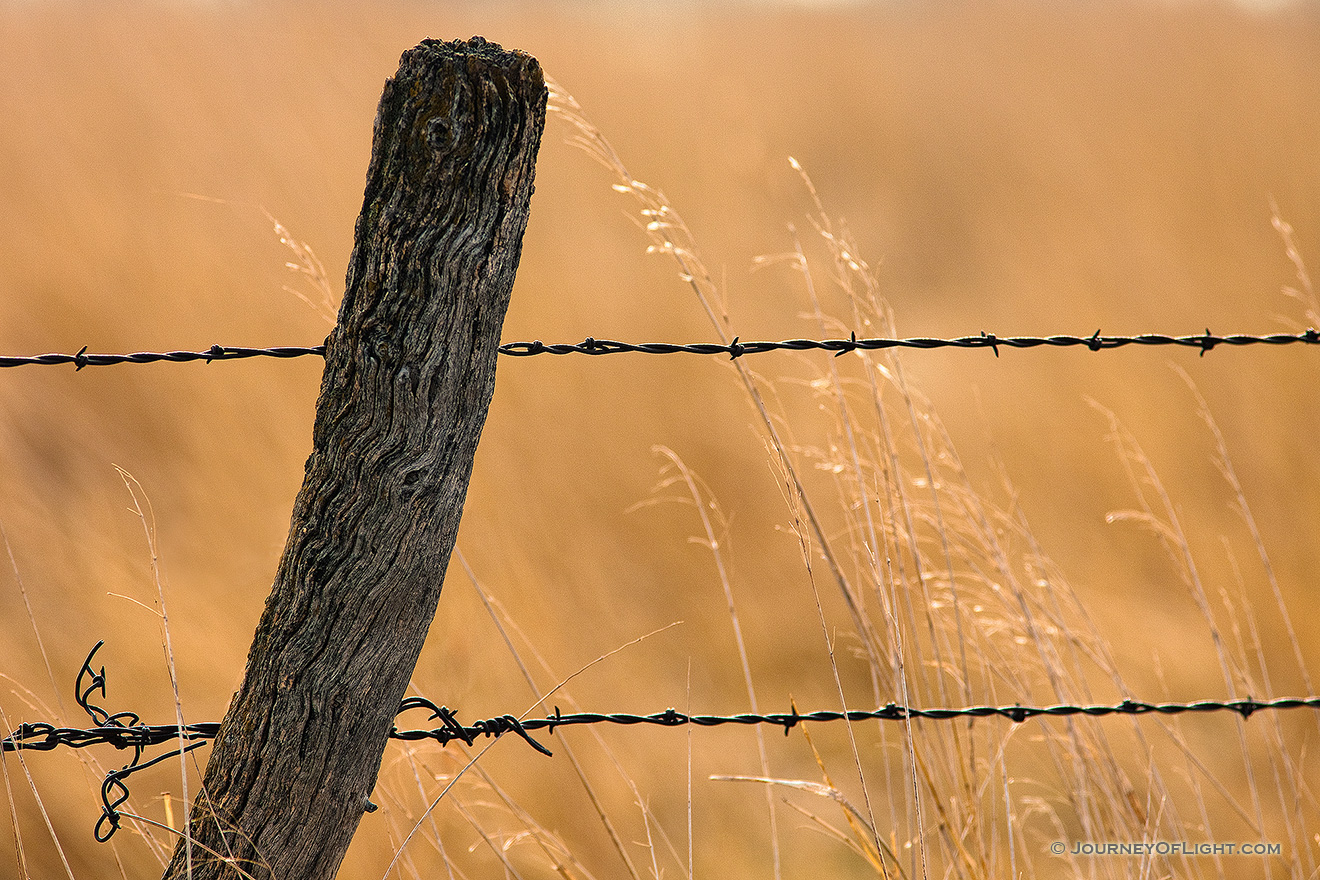 A barbed wire fence is surrounded by prairie grass in Hall County just south of Grand Island, Nebraska. - Nebraska Picture