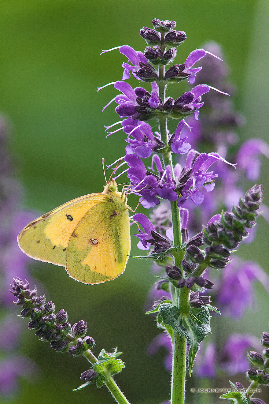 A moth lands on a lavender flower at Schramm State Recreation Area. - Nebraska Picture