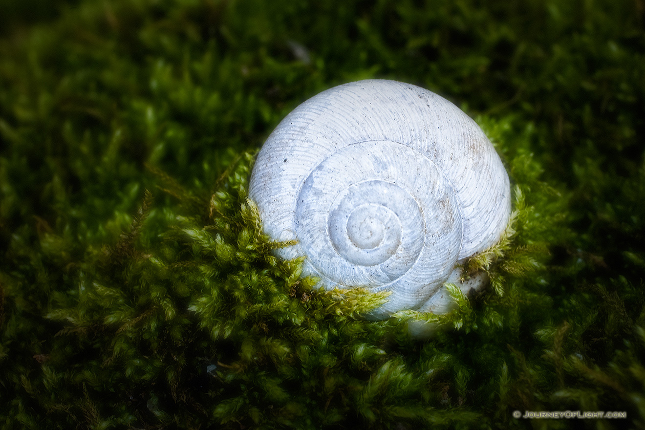 A small snail shell rests on the bottom of the forest captured by the surrounding growth. - Nebraska Picture