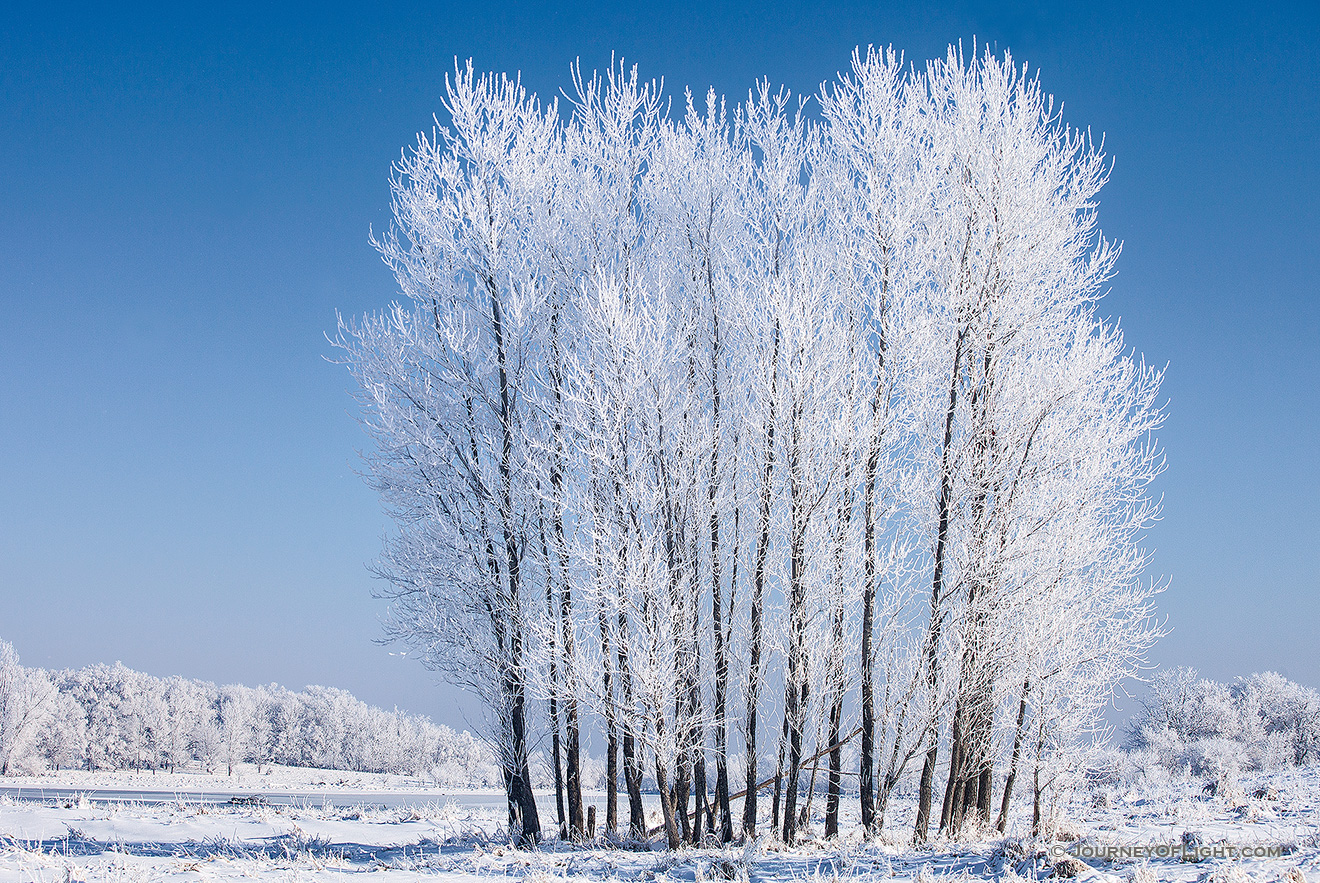 On a cold February morning after the fog cleared, hoarfrost clung to a stand of cottonwoods at Chalco Hills Recreation Area. - Nebraska Picture