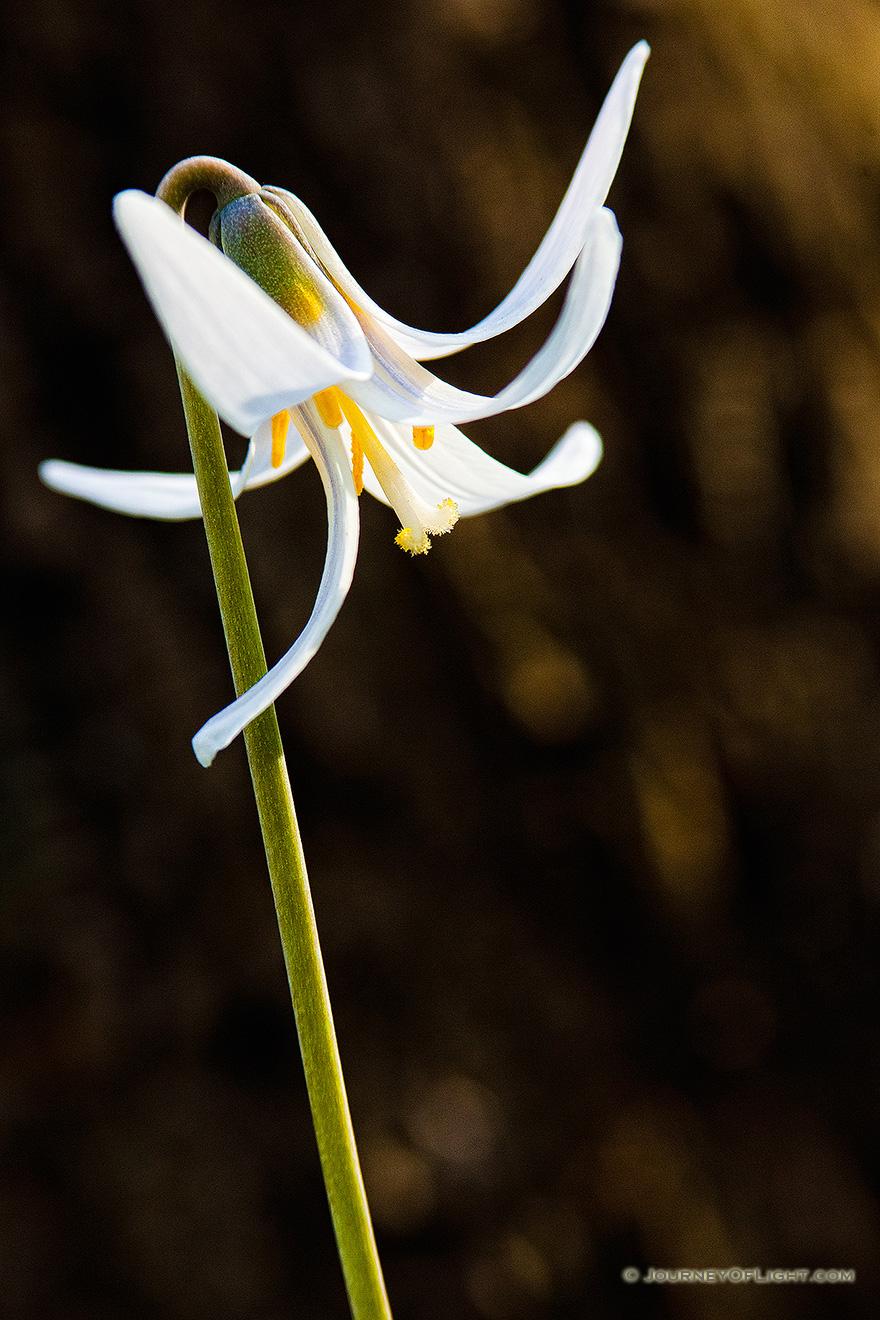 A White Fawn Lily sprouts quietly from the forest floor at Platte River State Park. - Platte River SP Picture