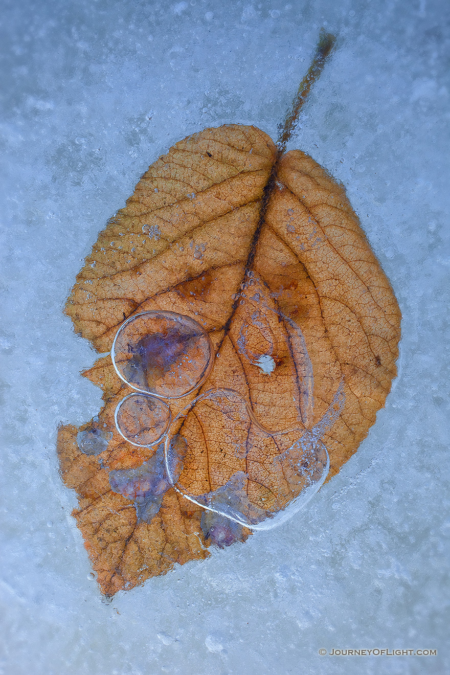 A fallen leaf from autumn, trapped beneath the frozen ice. - Nebraska Picture