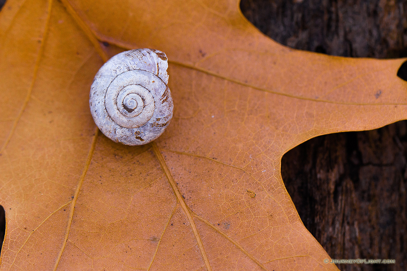 A snail shell rests on a leaf at the bottom of the forest at Fontenelle Forest in eastern Nebraska. - Nebraska Picture
