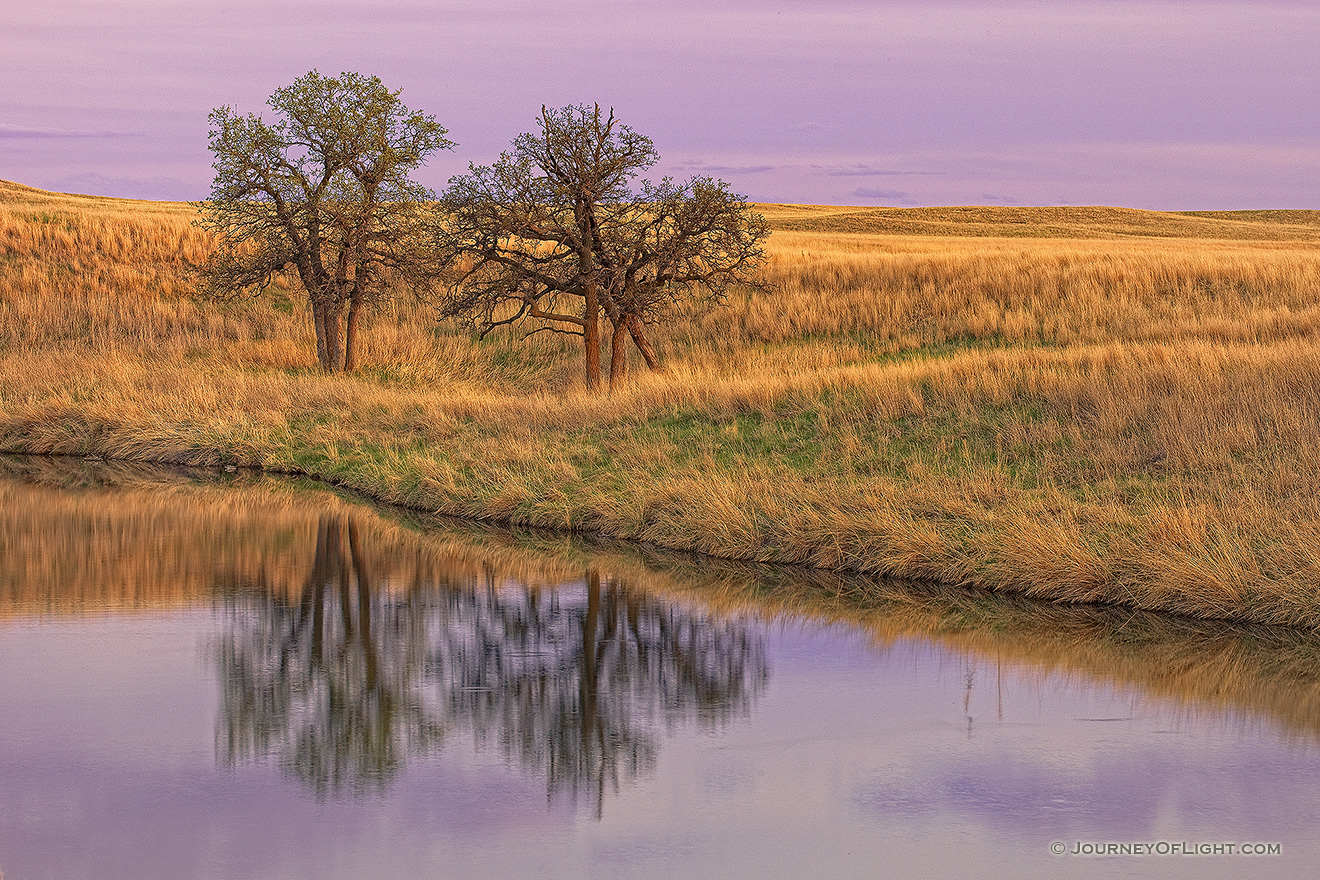 Here, two trees stood for an eternity, alone on a vast empty prairie yet they remain together. For me, this photograph evokes a calming feeling, one of togetherness and companionship. Two united against the elements and time. - Ft. Niobrara Picture