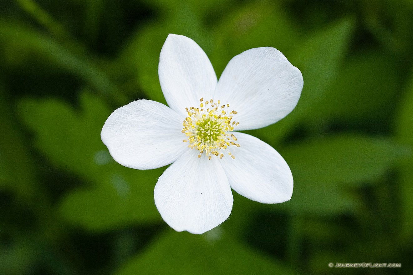 This white wild rose blooms in late spring in DeSoto National Wildlife Refuge. - DeSoto Picture
