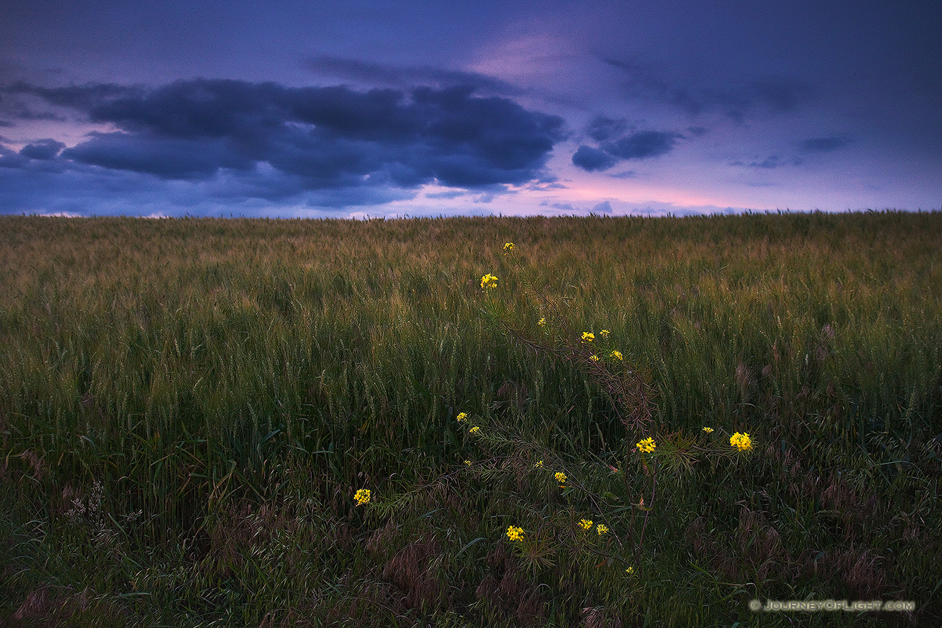 On the edge of a field near Omaha, the yellow flowers of a tall hedge mustard contrast with the dark clouds of an advancing summer storm. - Jack Sinn Picture
