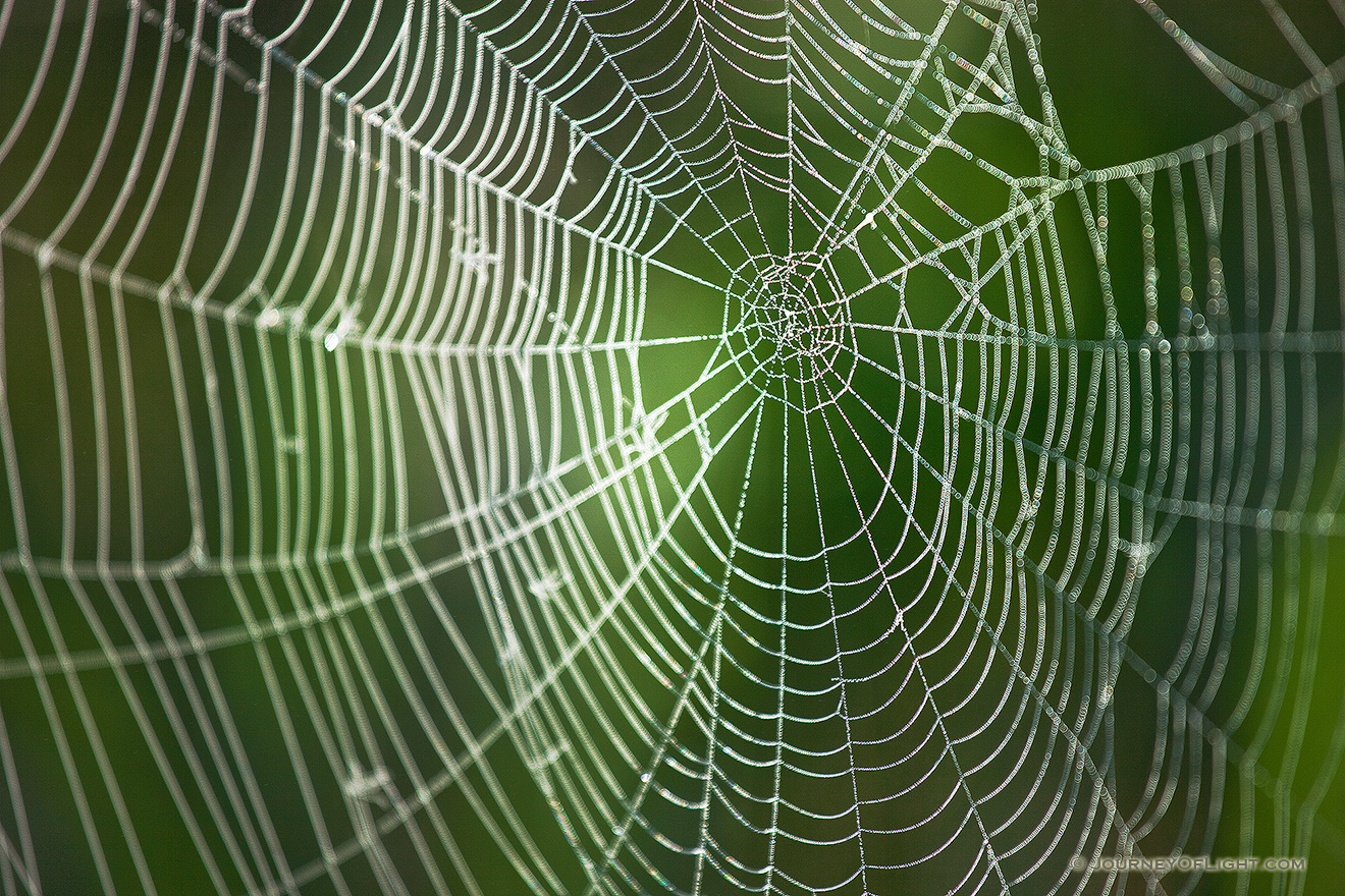 Morning dew clings to a spiderweb at Ponca State Park in northeastern Nebraska. - Ponca SP Picture