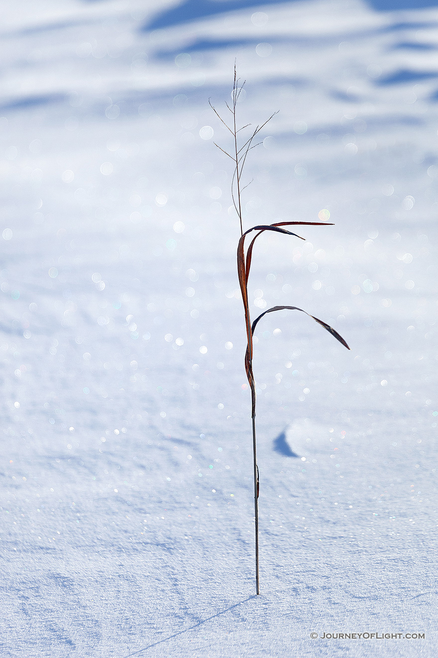 A single shoot of prairie grass stands tall among a blanket of snow at Neale Woods Forest. - Nebraska Picture