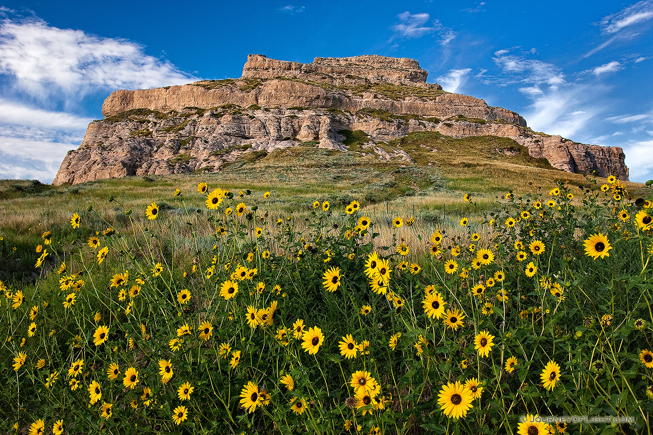 On a sunny autumn afternoon, sunflowers grow in front of Courthouse Rock in western Nebraska. - Nebraska Picture
