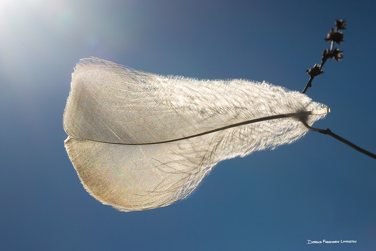 A nature photography of a feather in the sun at Shadow Lake, Nebraska. - Nebraska Picture