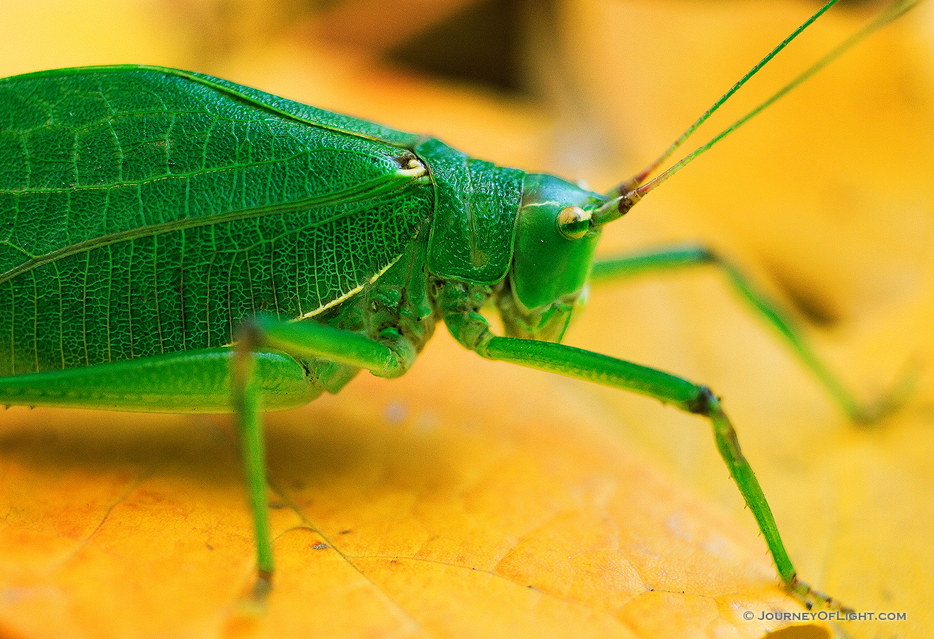 At Arbor Lodge State Park in Nebraska City, a katydid rests on auburn autumn maple leafs. - Arbor Day Lodge SP Picture
