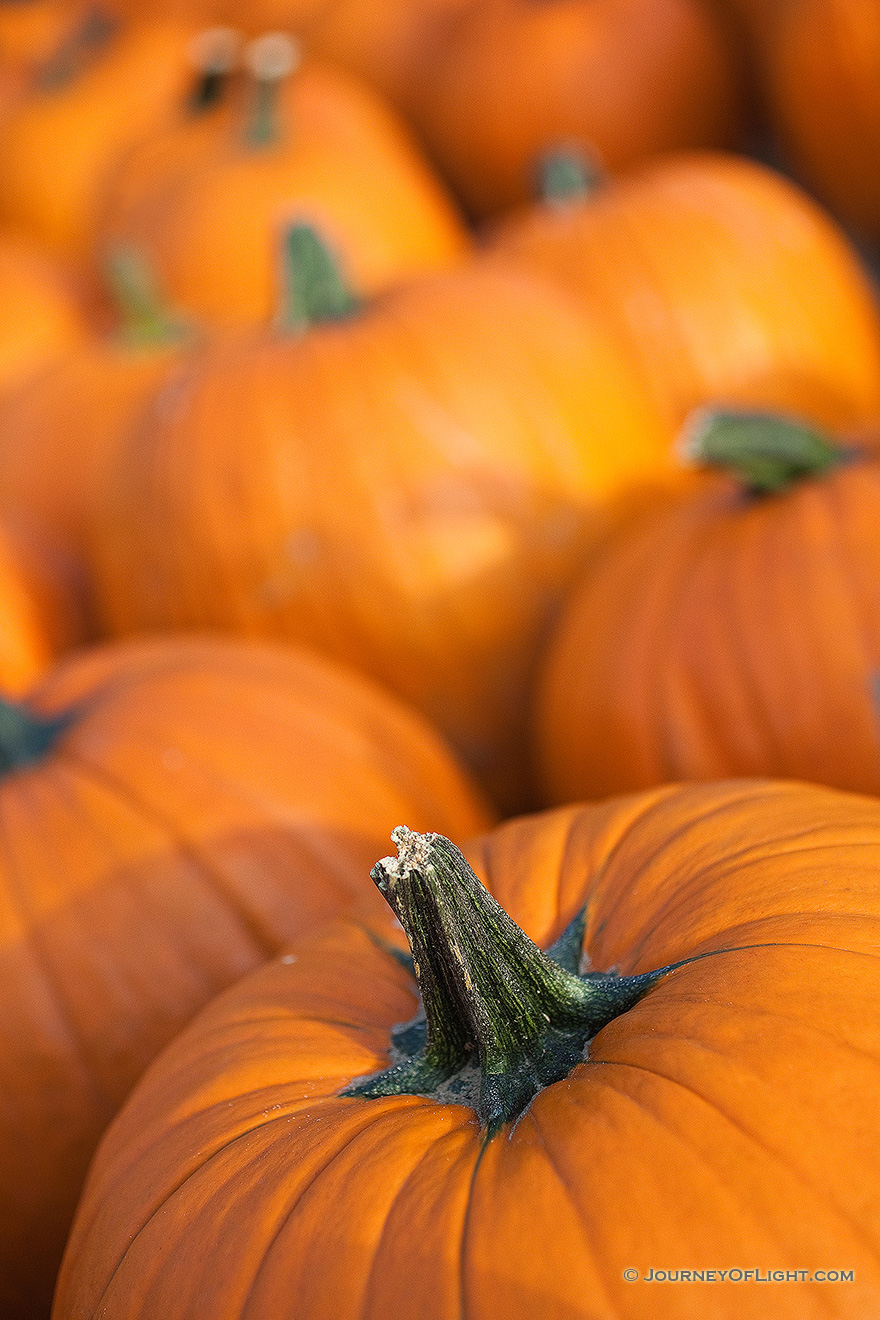 At a Nebraska orchard, an array of pumpkins signal the arrival of autumn. - Nebraska Picture