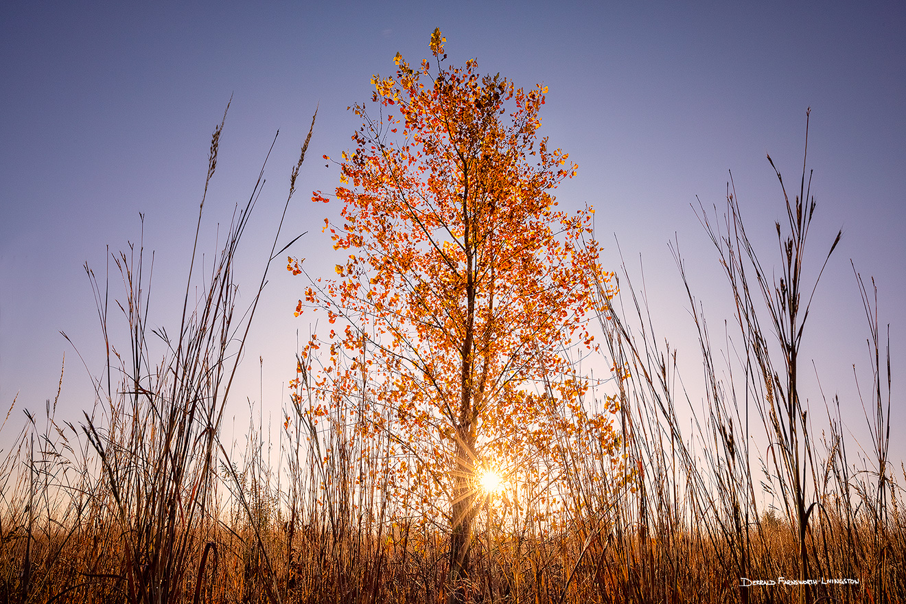 A scenic landscape photograph of an autumn tree on the prairie at Walnut Creek in eastern Nebraska. - Nebraska Picture