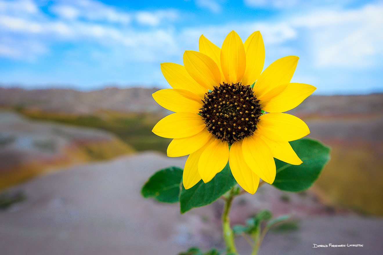 Scenic photograph of a beautiful sunflower in the Badlands National Park, South Dakota. - South Dakota Picture