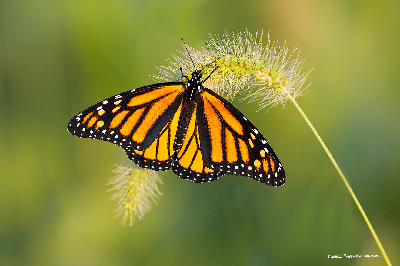A Nebraska wildlife photograph of a monarch butterfly resting on grass. - Nebraska Picture