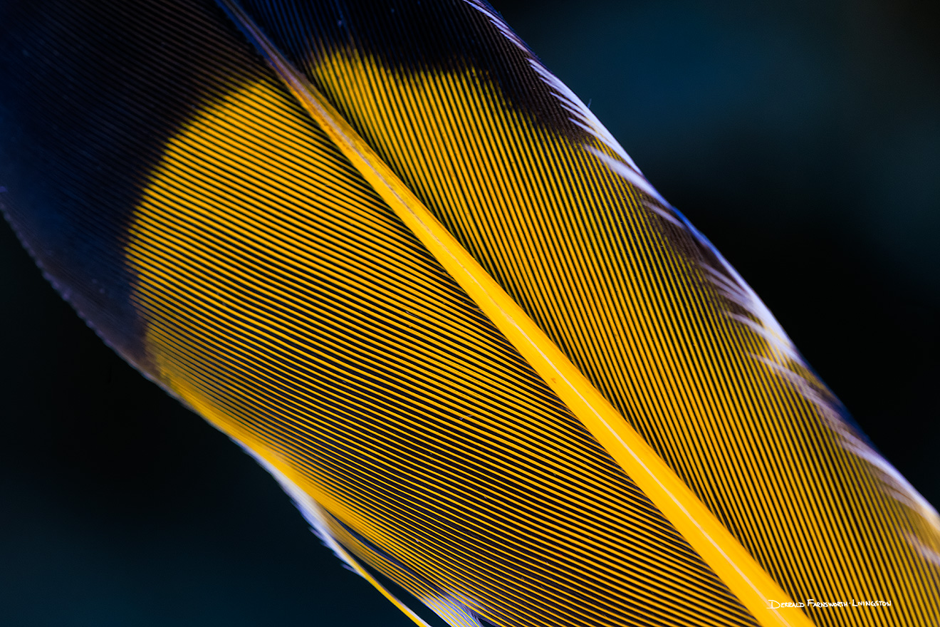 A photograph of a flicker feather at the OPPD Arboretum in Omaha, Nebraska. - Nebraska Picture