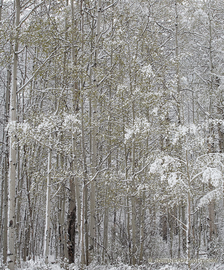 A soft blanket of snow clings to the trees in a forest in Kananaskis Country, Alberta. - Kananaskis Photography