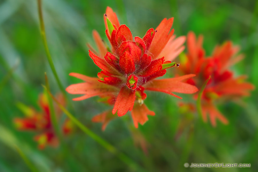 Indian Paintbrush blums in early June in Yoho National Park. - Glacier Photography