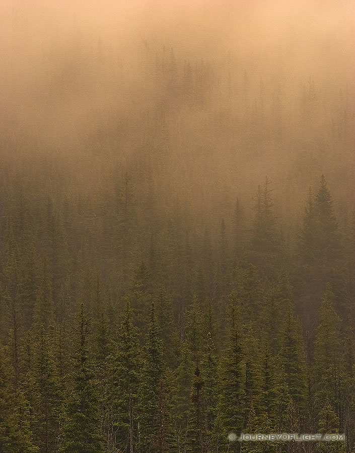 Fog descends on a pine forest in Glacier National Park, Montana. - Glacier Photography