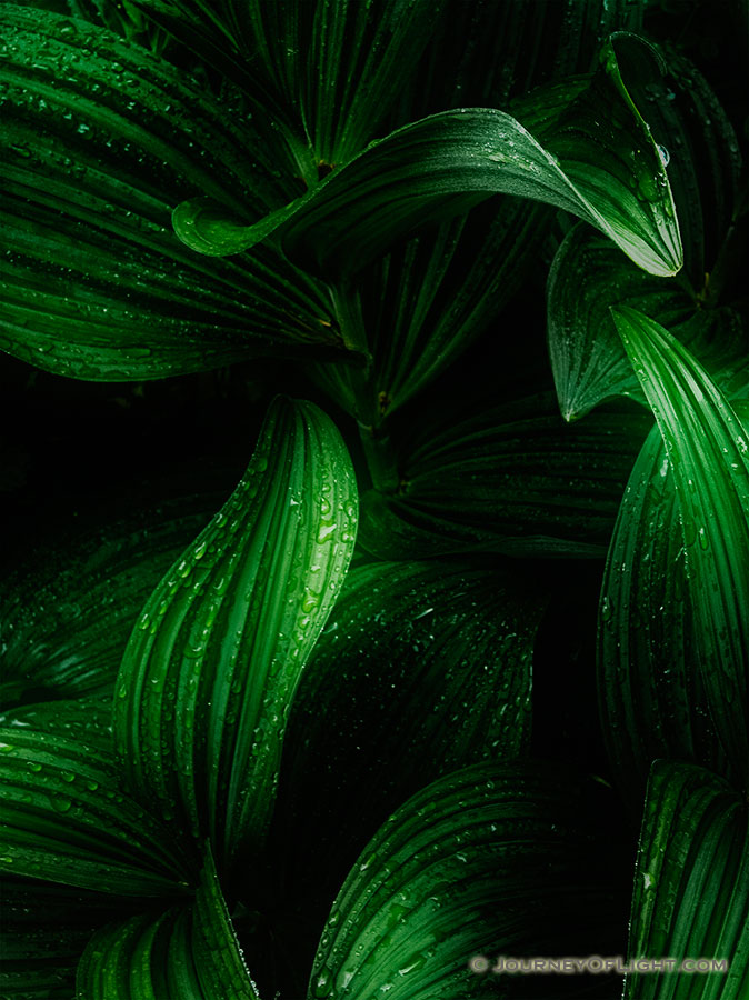A verdant corn lily deep in the forest after a summer rain. - Montana Photography