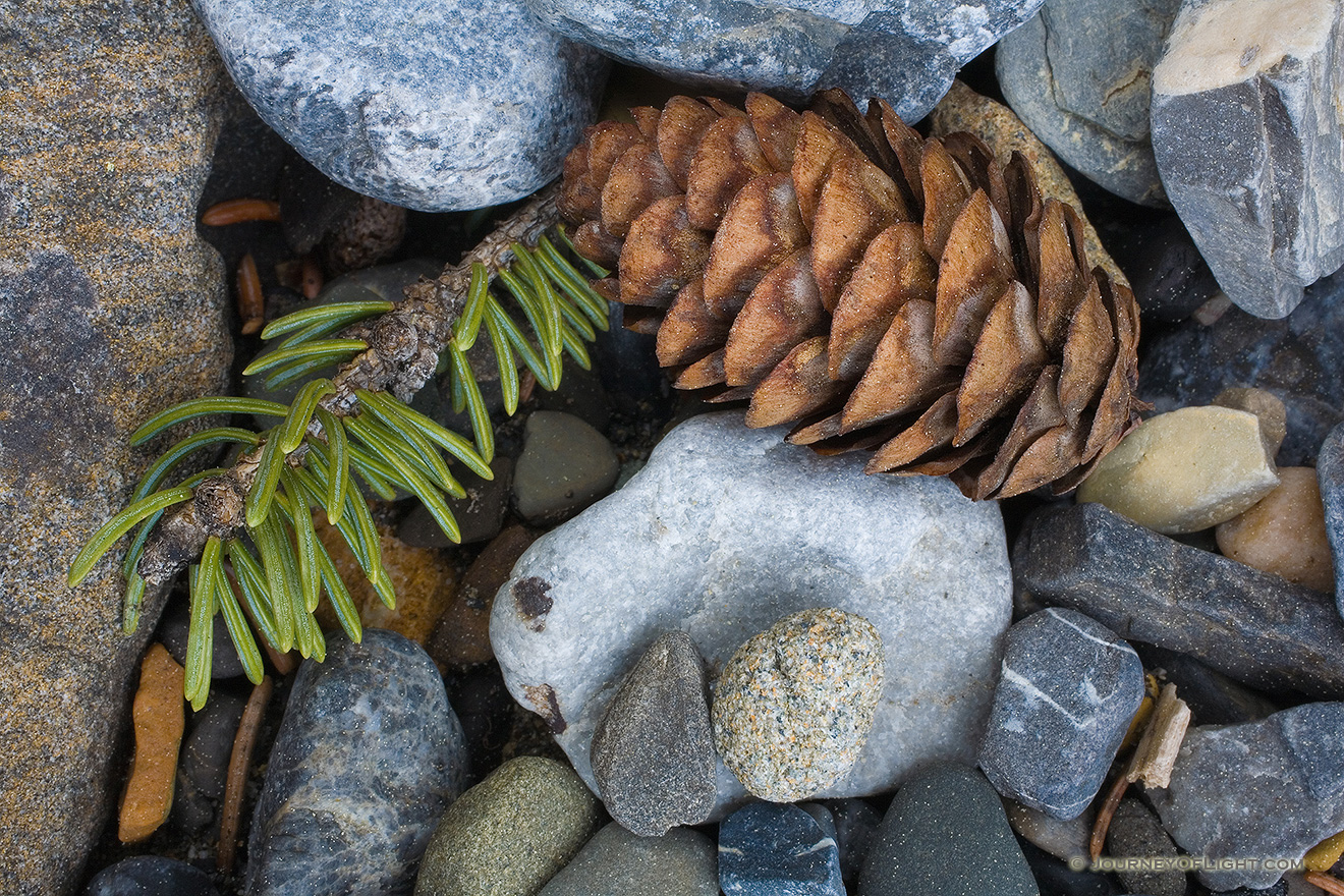 A pine cone and some rocks create a collage of small patterns. - Canada Picture