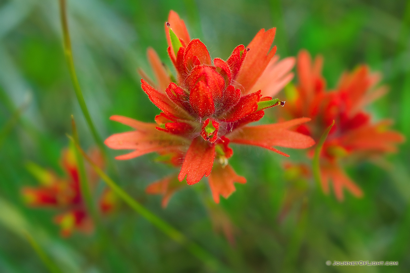 Indian Paintbrush blums in early June in Yoho National Park. - Glacier Picture