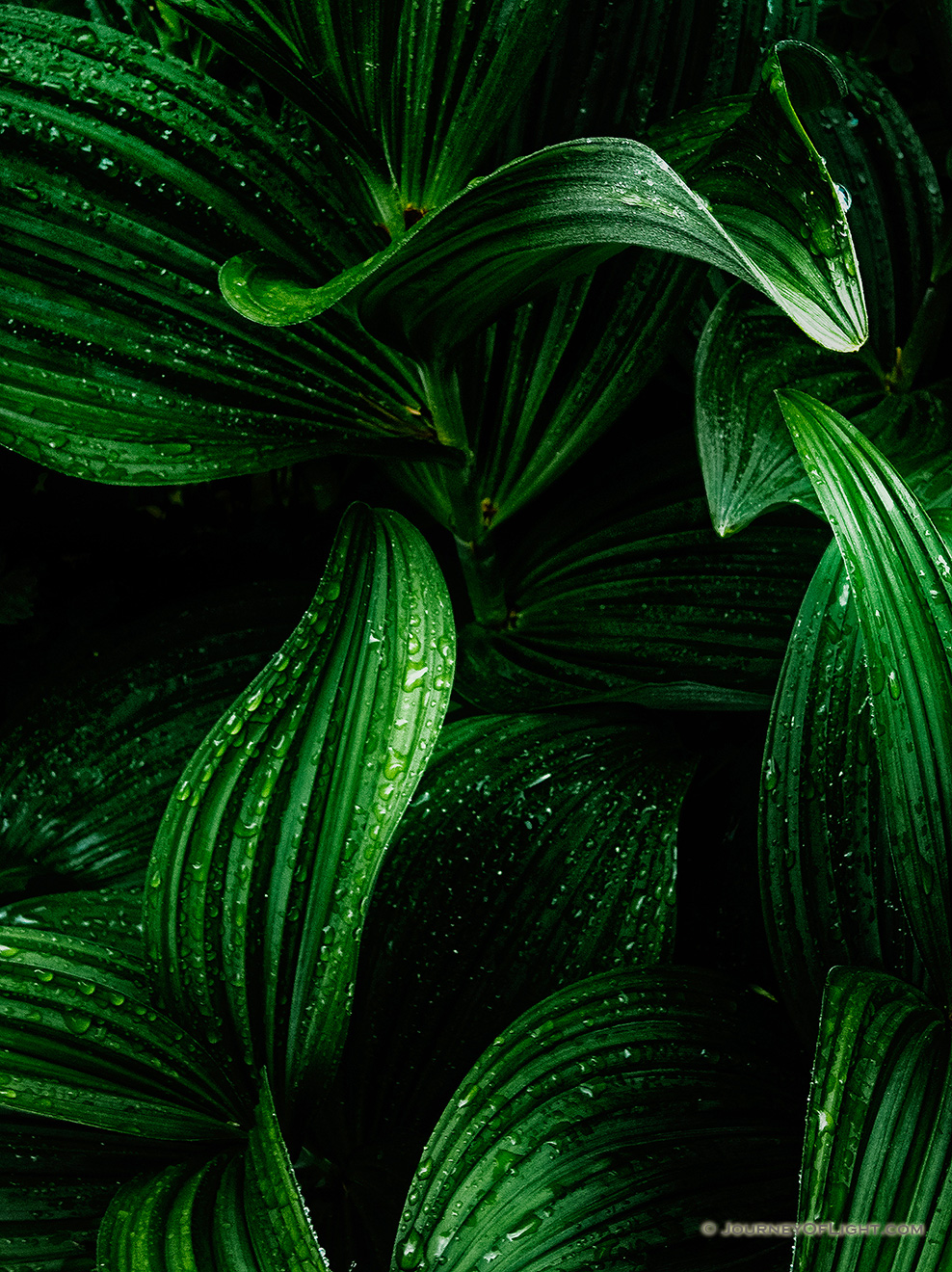 A verdant corn lily deep in the forest after a summer rain. - Montana Picture