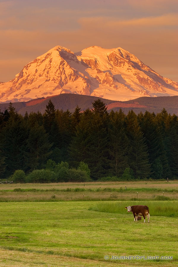 Several cows guard Mt. Rainier during a spectacular sunset. - Pacific Northwest Photography