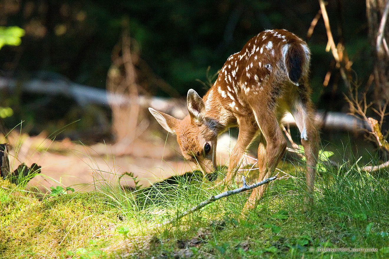 One of two very young fawns I saw playing with their mother while traveling through Mt. Rainier National Park. - Pacific Northwest Picture