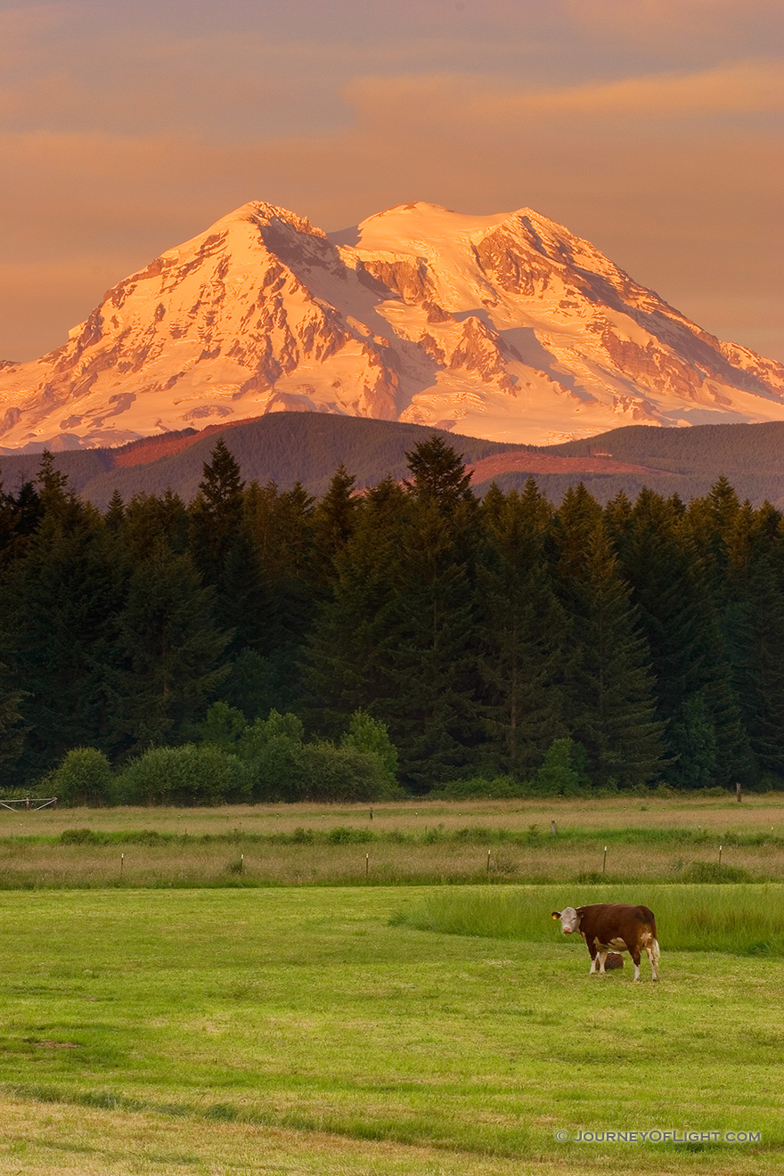 Several cows guard Mt. Rainier during a spectacular sunset. - Pacific Northwest Picture
